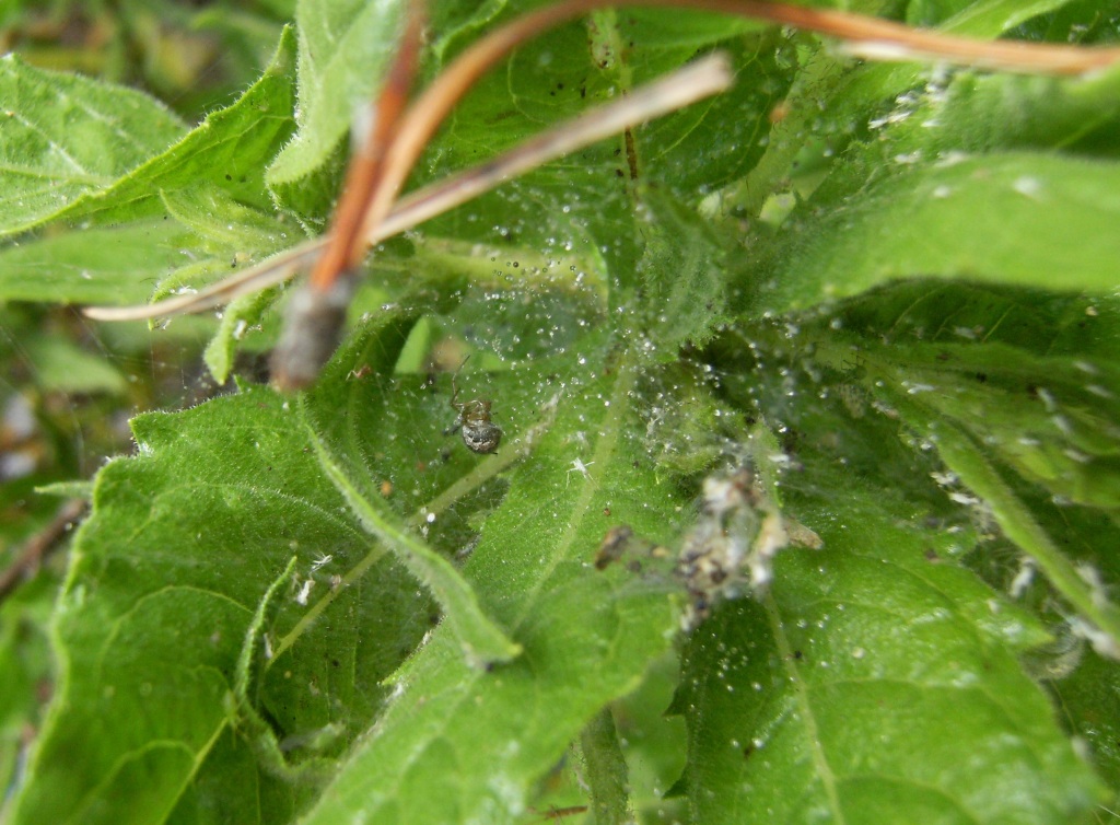 Piccolo Therididae: Theridion sp.